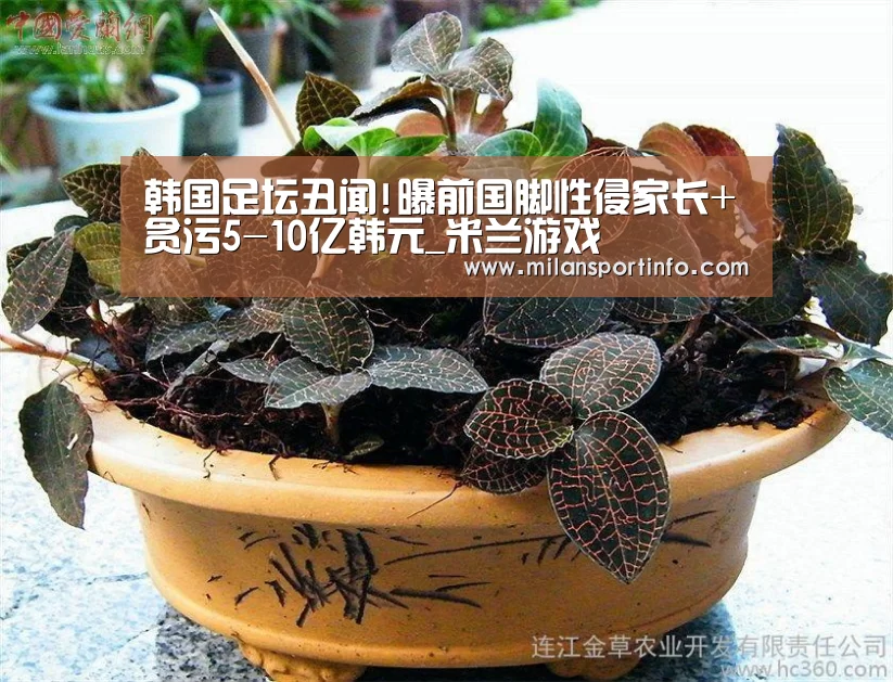 韩国足坛丑闻!曝前国脚性侵家长+贪污5-10亿韩元_米兰游戏(图2) 米兰热点